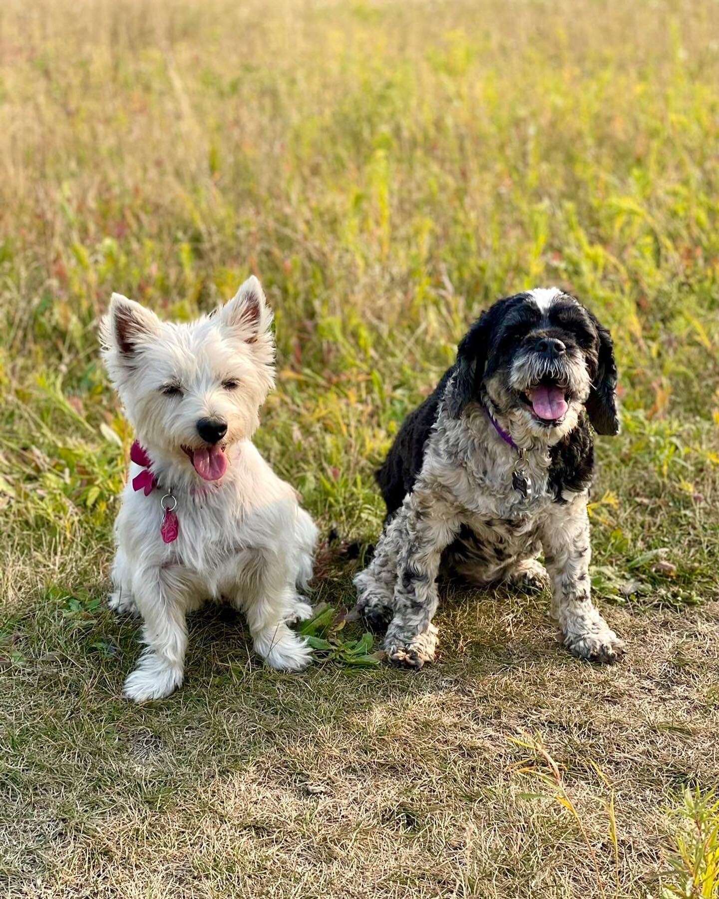 Showcasing the members of our program with the best overall cosmesis:

Daisy &amp; Shyla, Ruth, Skippy, Lelu, Nolan, and Archie &amp; Leo 

#plasticsurgery #plasticsurgeryresidentlife #dogsofinstagram #catsofinstagram #DaisyDogNotDaisyR1