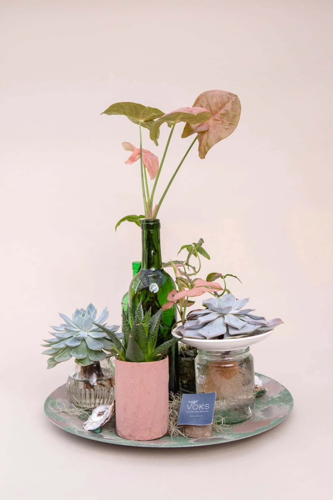 Dekorativ bæredygtig planteopsats med sukkulenter, pink anthurium og genbrugsglas, samlet på genbrugssølvbakke