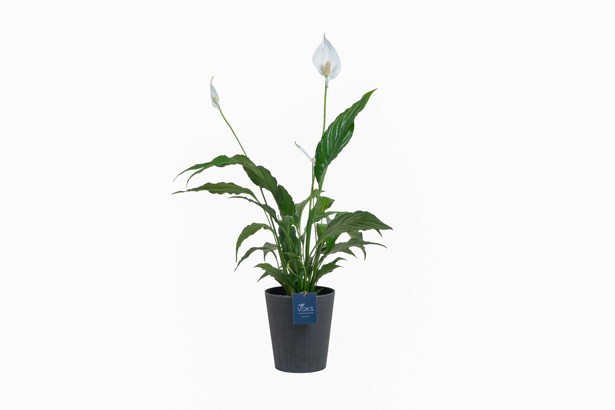 Billede af artstone krukker