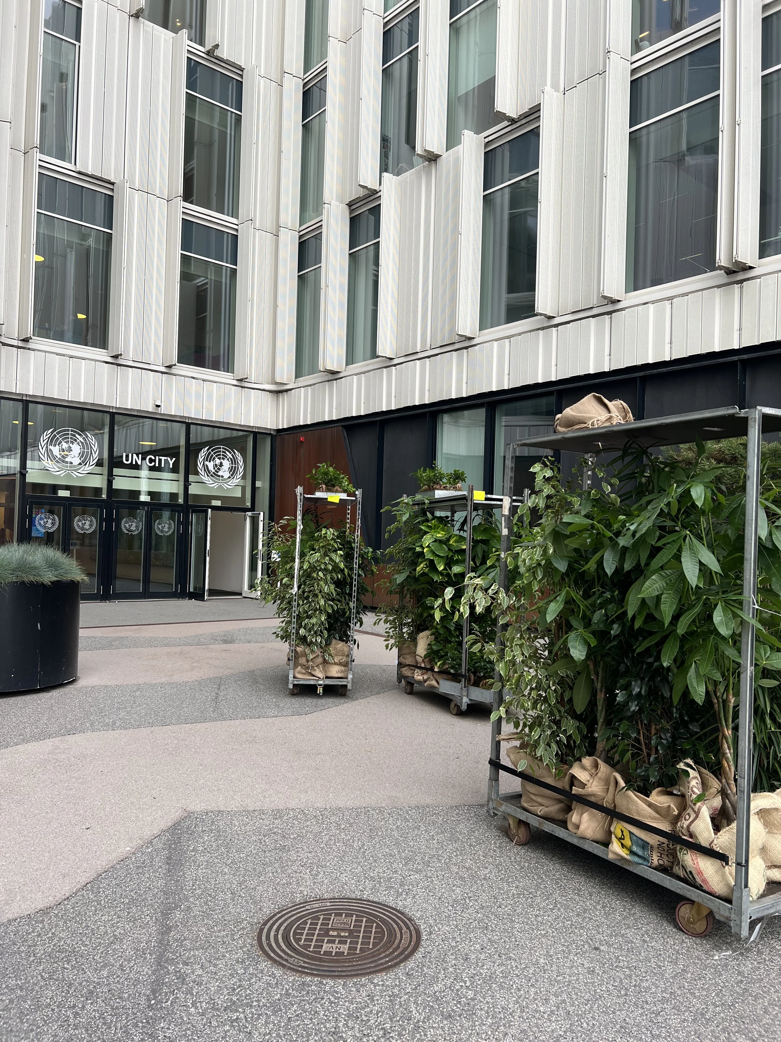 Levering af planter til virksomhed og event i København FN Byen

Plantelevering til virksomheder

Professionel levering og opsætning af planter hos virksomheder og events