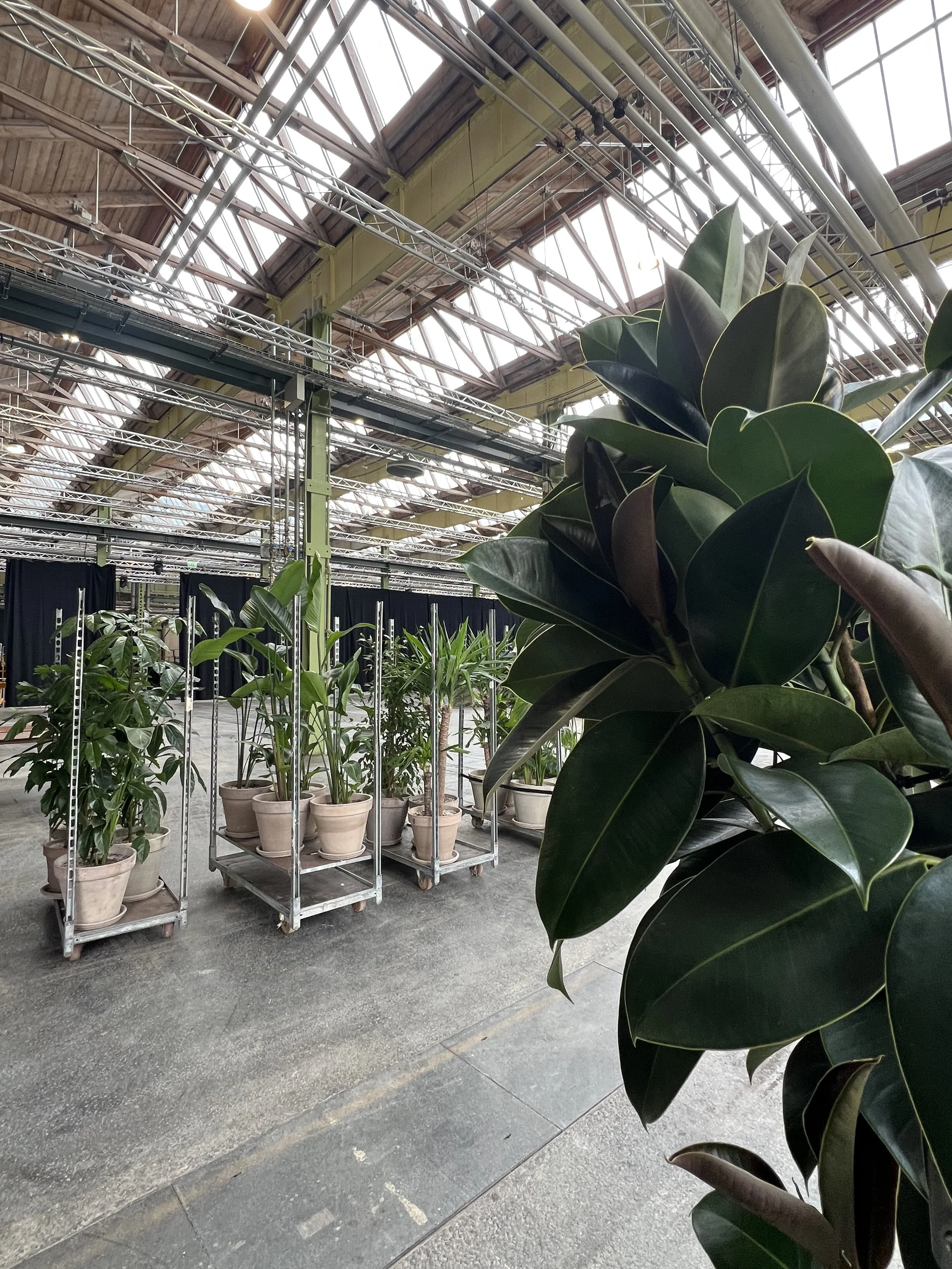 Udlejning af planter til events klargjort til levering i København

Planter klar til levering

Planter klargøres og transporteres sikkert til events og virksomheder