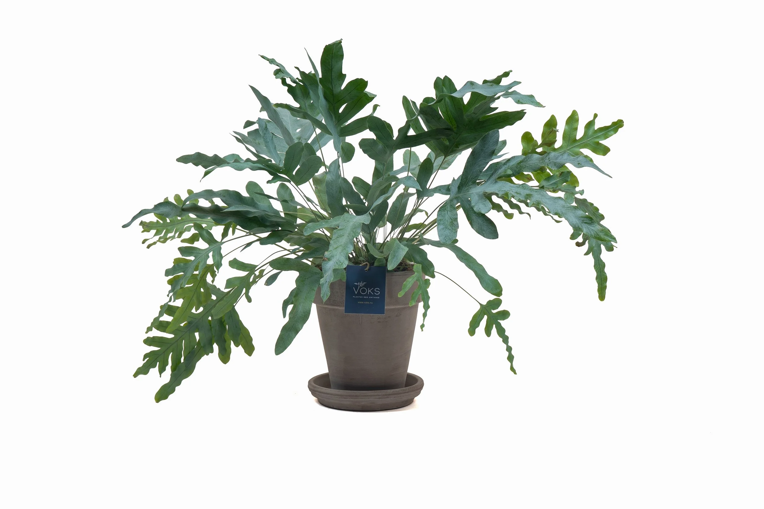 Terracotta krukke