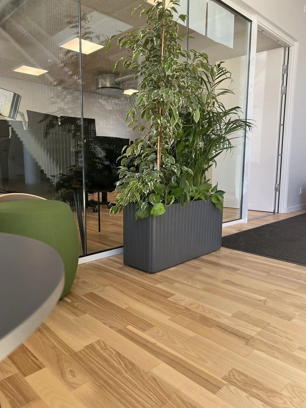 Indendørs kontorindretning med store grønne planter i danskproduceret selvvandingspotte, der bidrager til et sundere indeklima og skaber en indbydende og bæredygtig arbejdsplads.