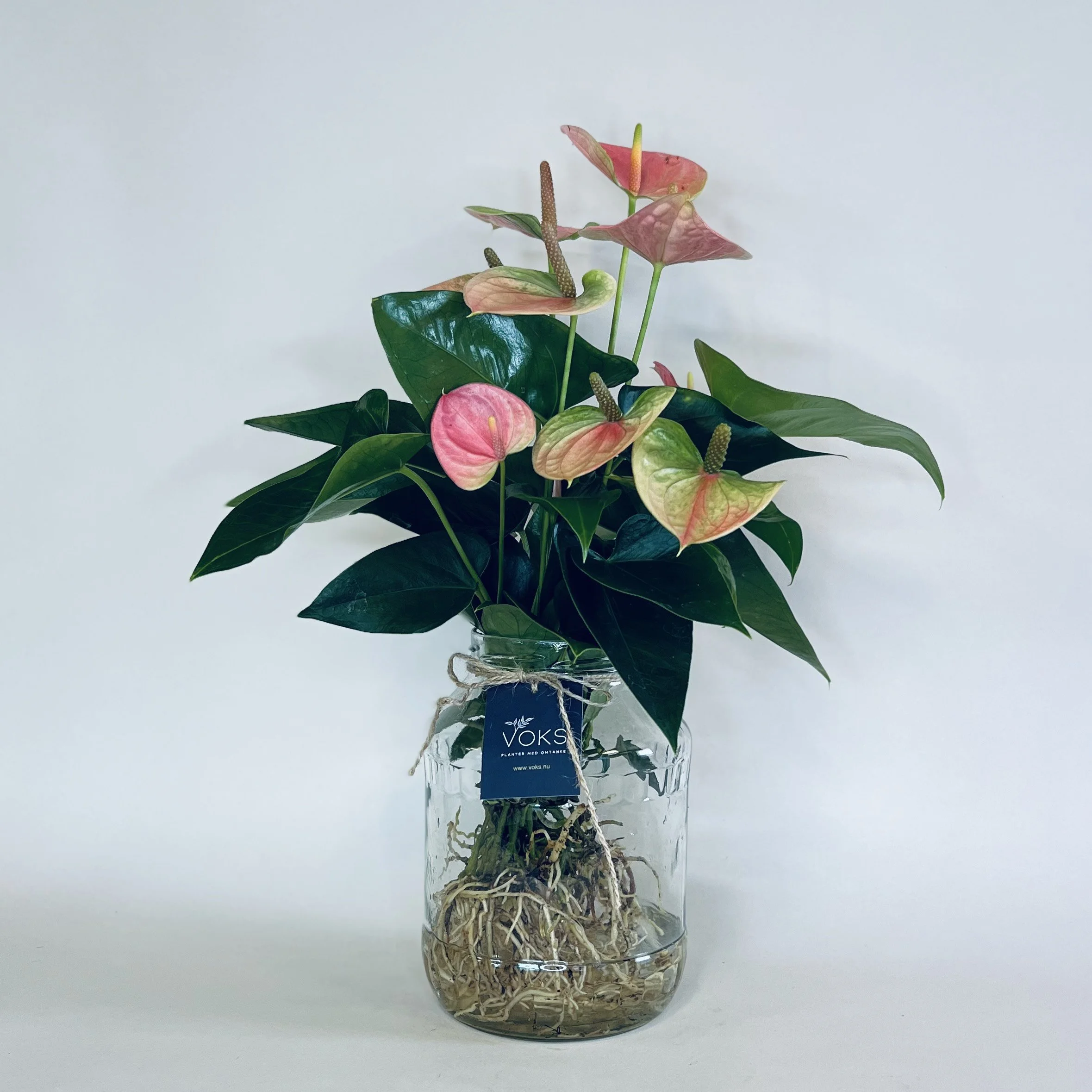 plante i genbrugsglas