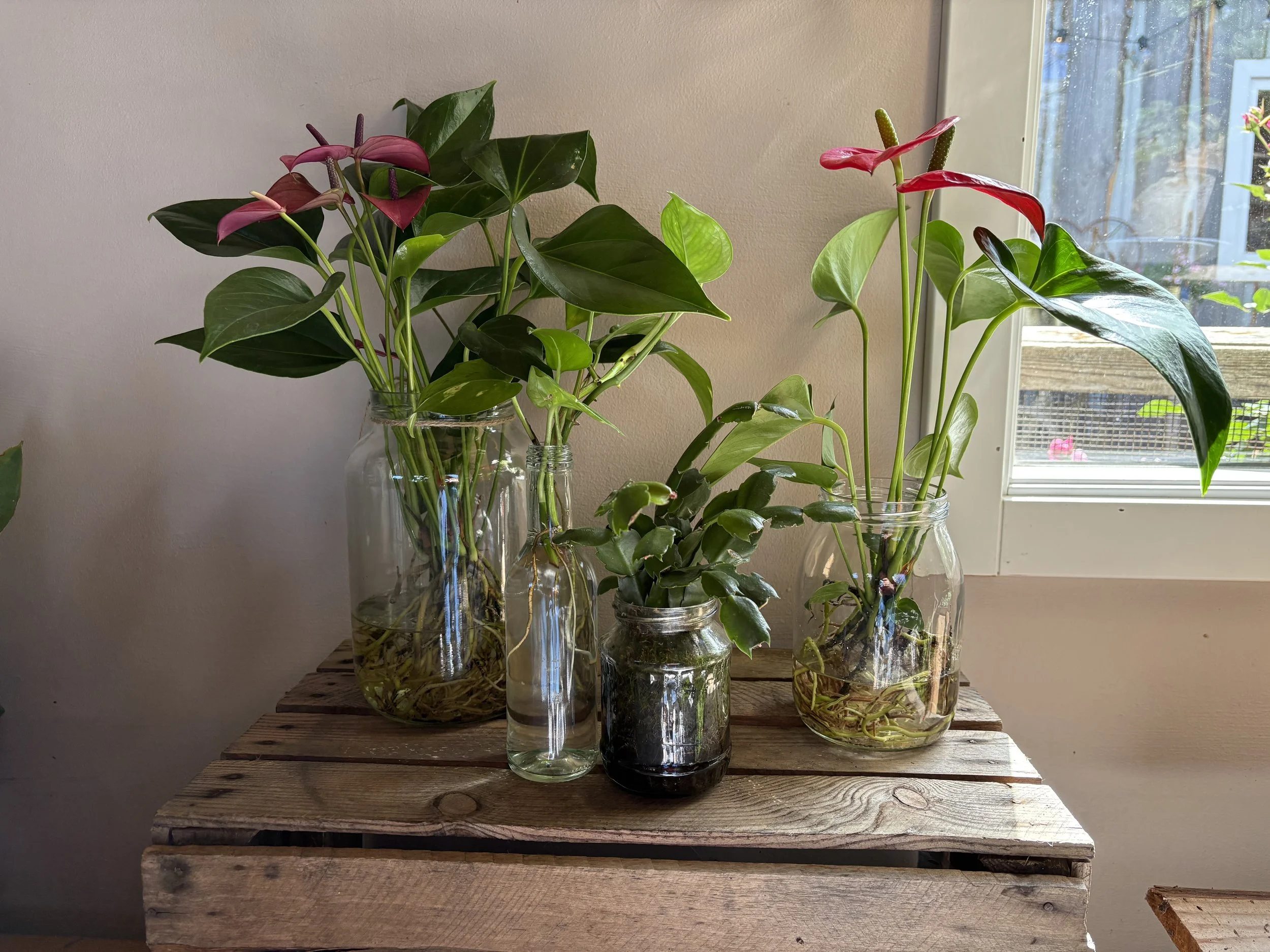 planter i genbrugsglas