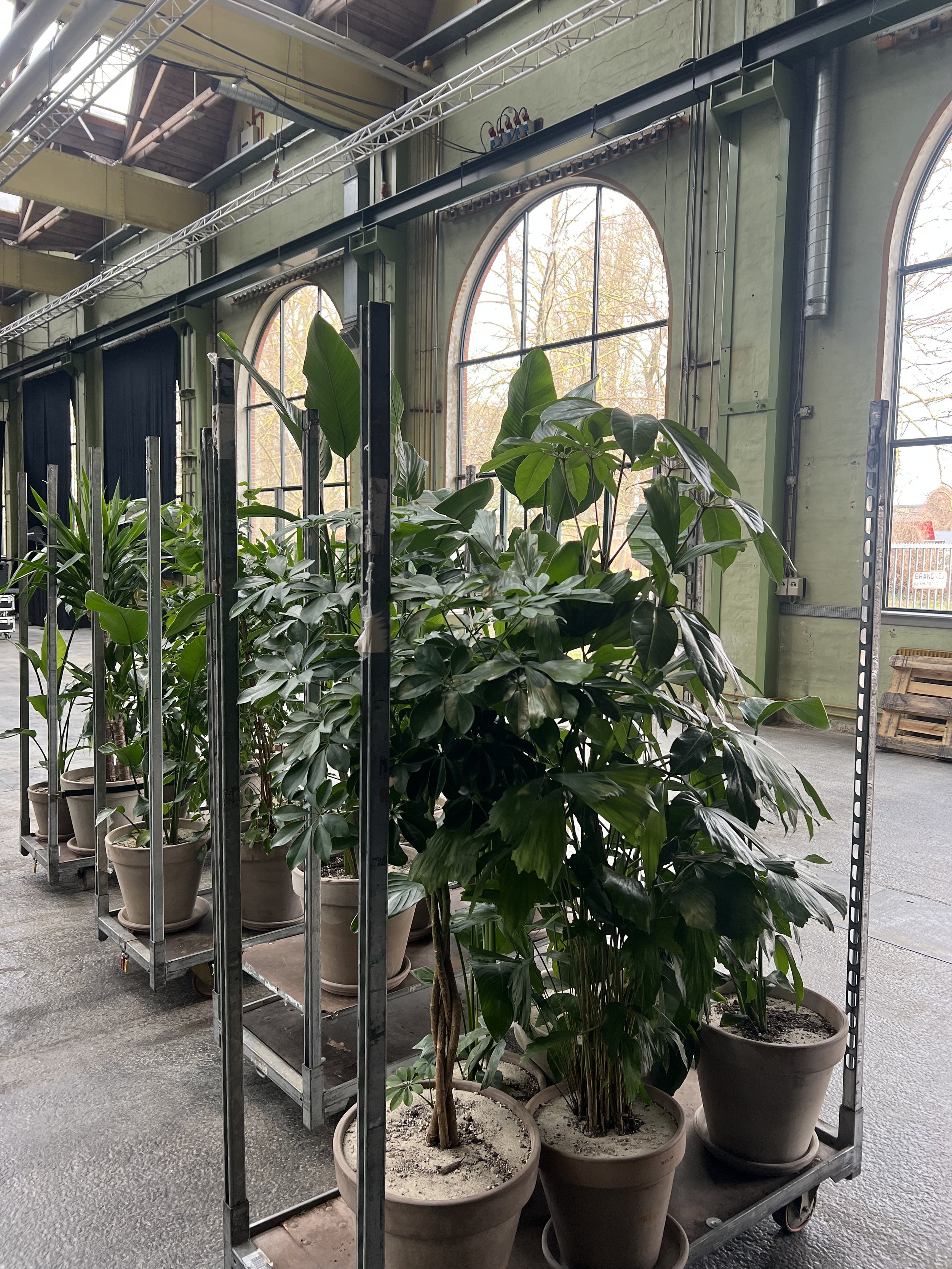 Store grønne planter til leje til events og virksomhedsarrangementer

Store planter til events

Store planter skaber højde og visuel ro i større eventlokaler