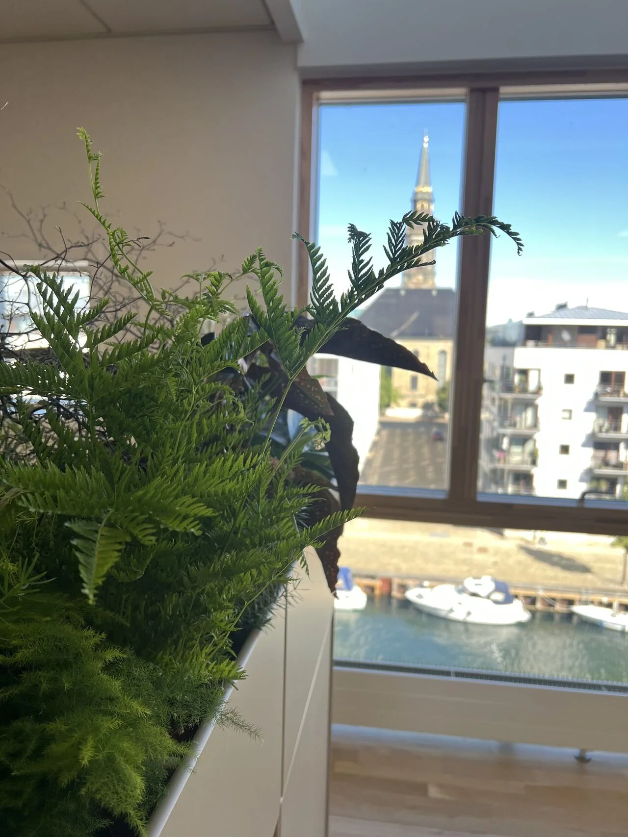 billede af planter i kontormiljø