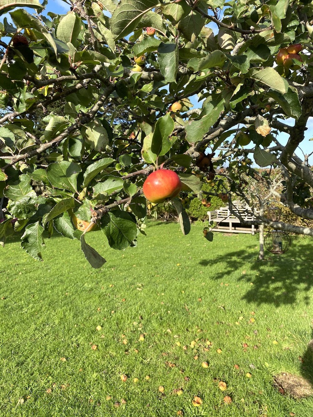 apple_tree.jpg