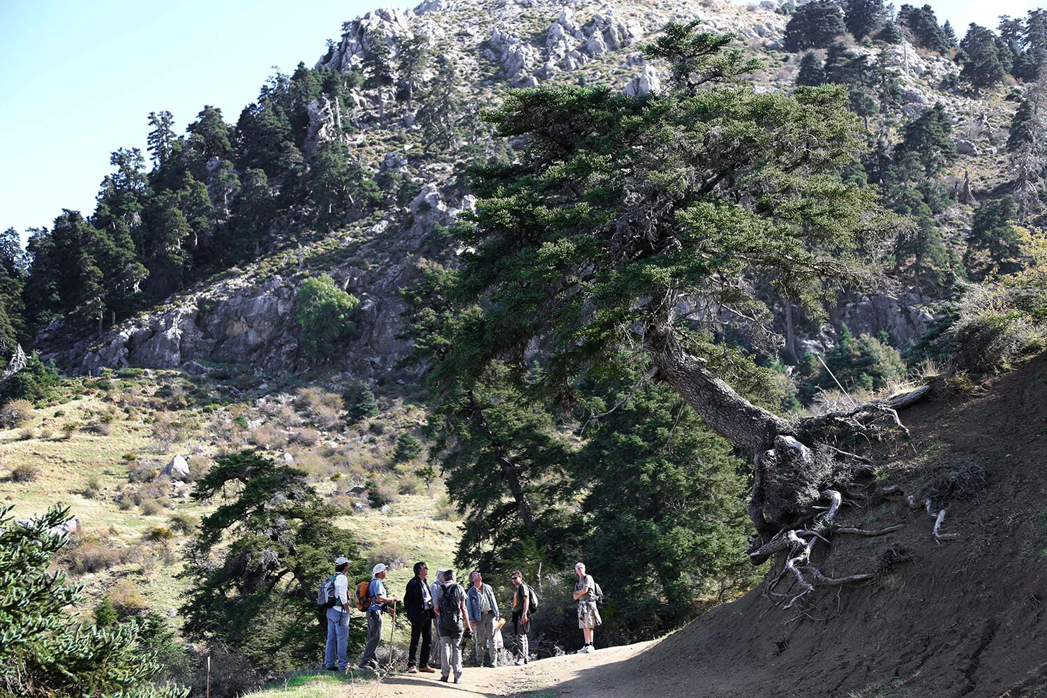 Les voyages dendrologiques