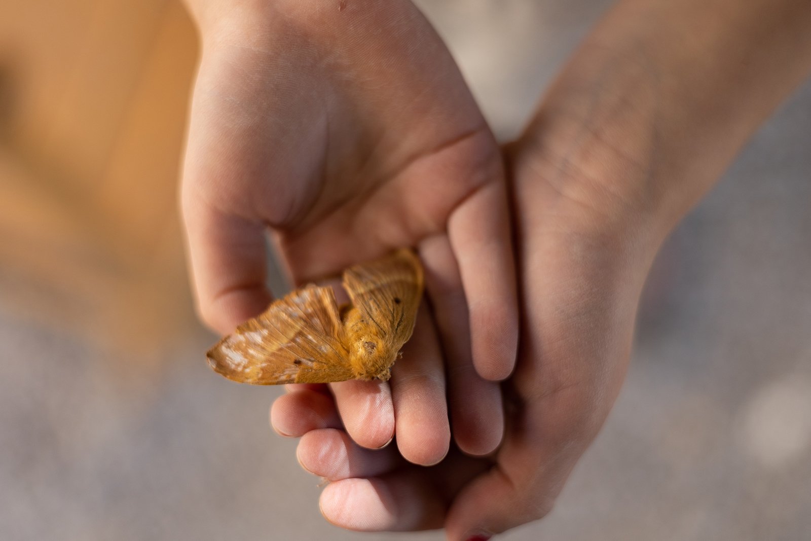 Hands-butterfly-moth-child-summer-Nina Raingold.jpg
