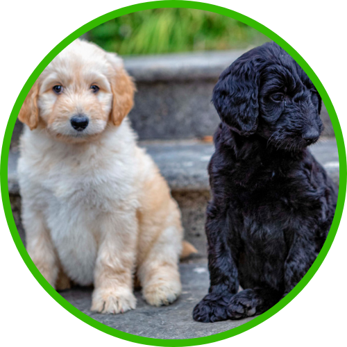 Canine Companion Shop Graphics (1).png