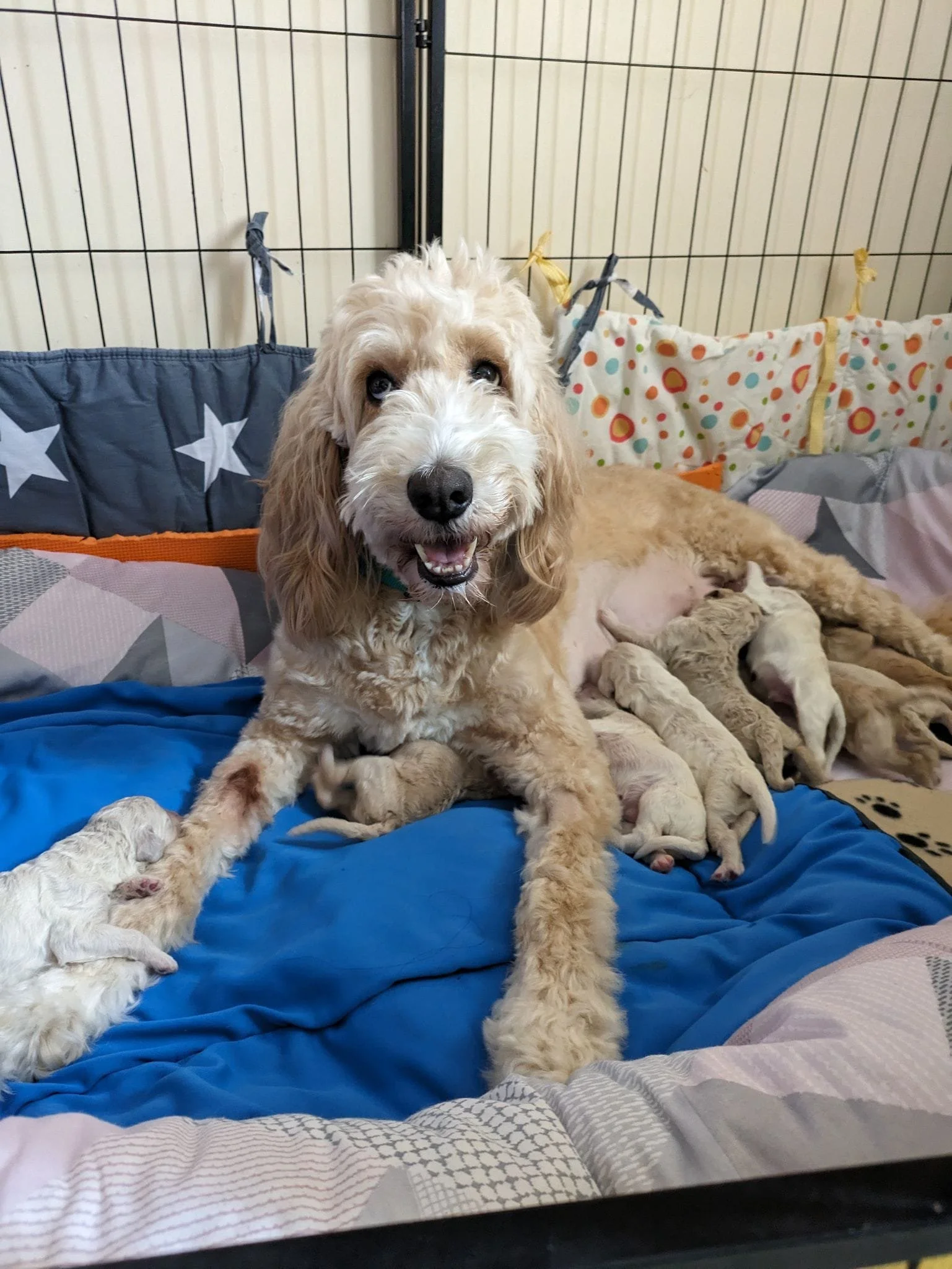 Welcome to our S litter!