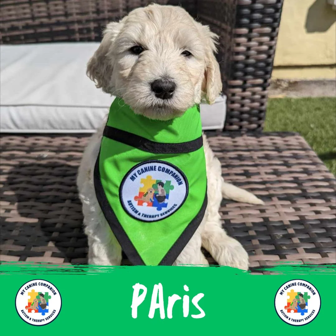 Our P litter have names!