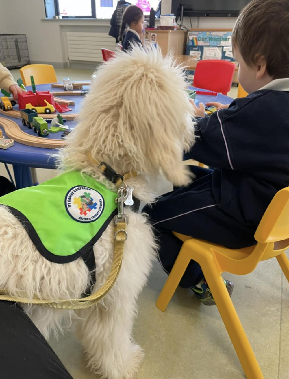 MCC School Therapy Dog Programme — My Canine Companion