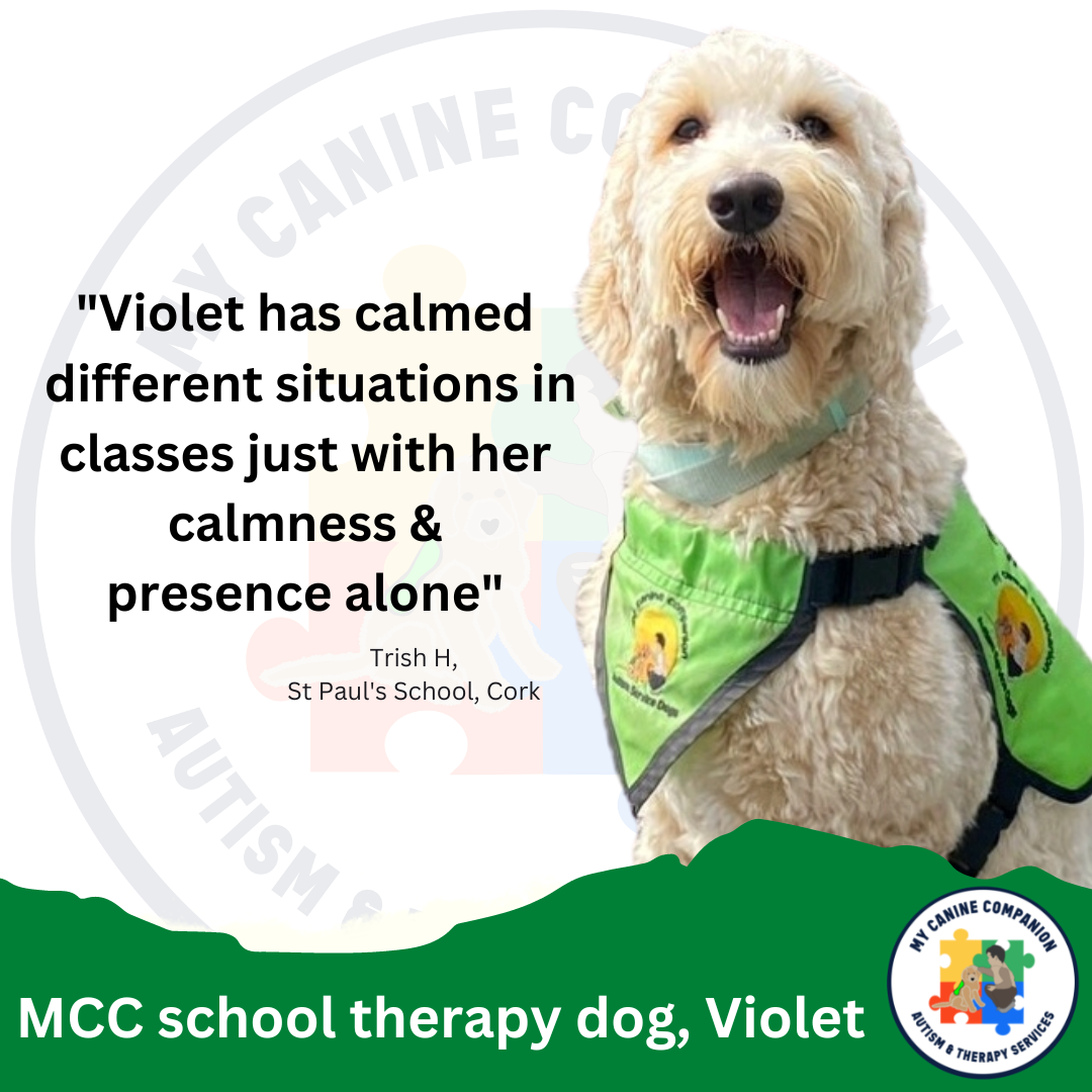 Introducing MCC school therapy dog Violet — My Canine Companion