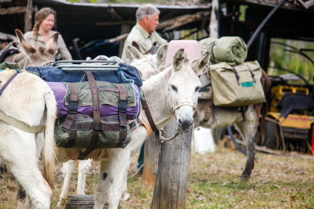 A Donkey’s Tail – Trek Australia with Wilderness Expeditions - @adventuremumma.jpg