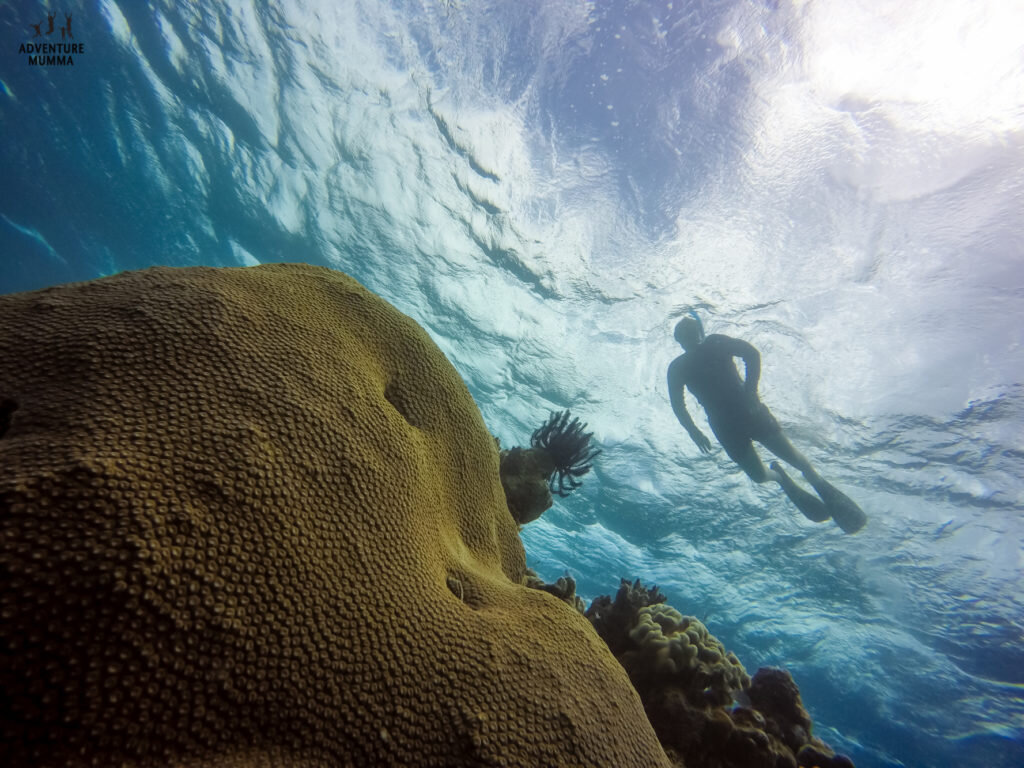 Some BIG healthy hard corals at this reef site