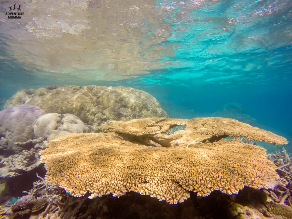 Divers-Den-AquaQuest-coral reef @adventuremumma.jpg
