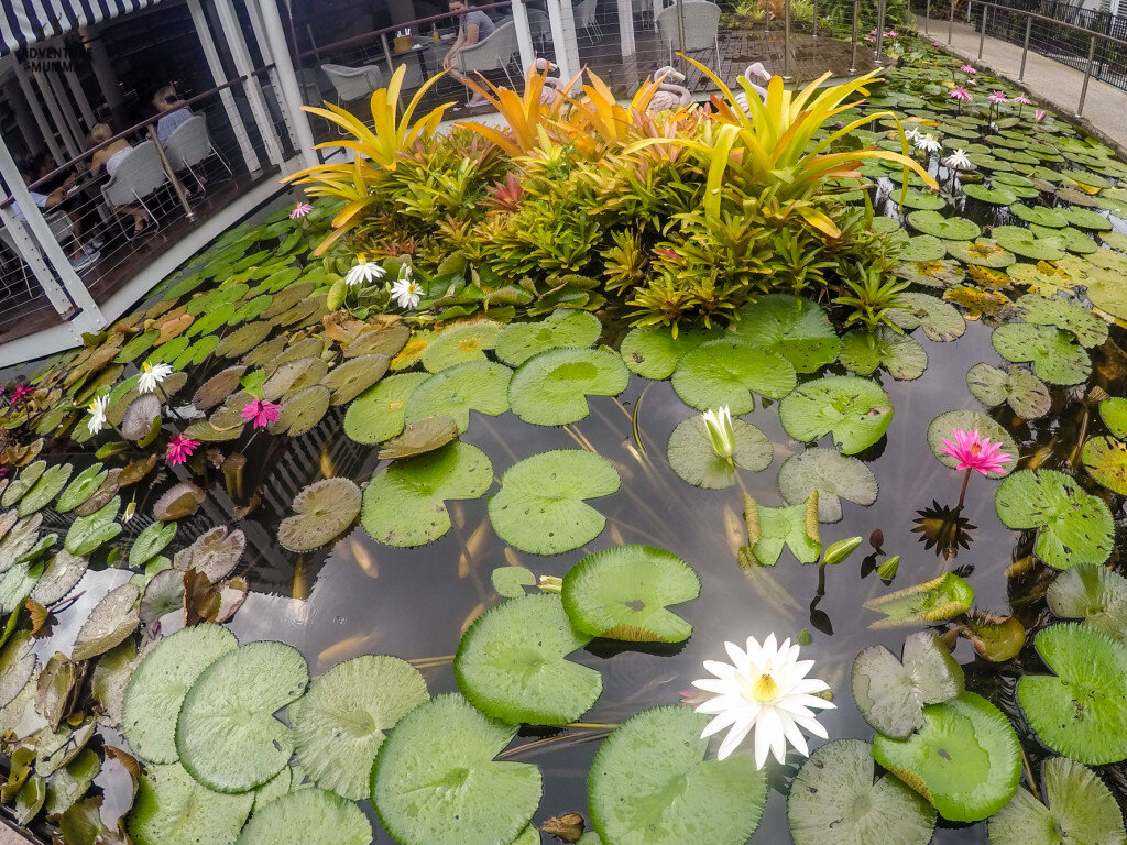 The lily pond that surrounds the Bazaar Restaurant
