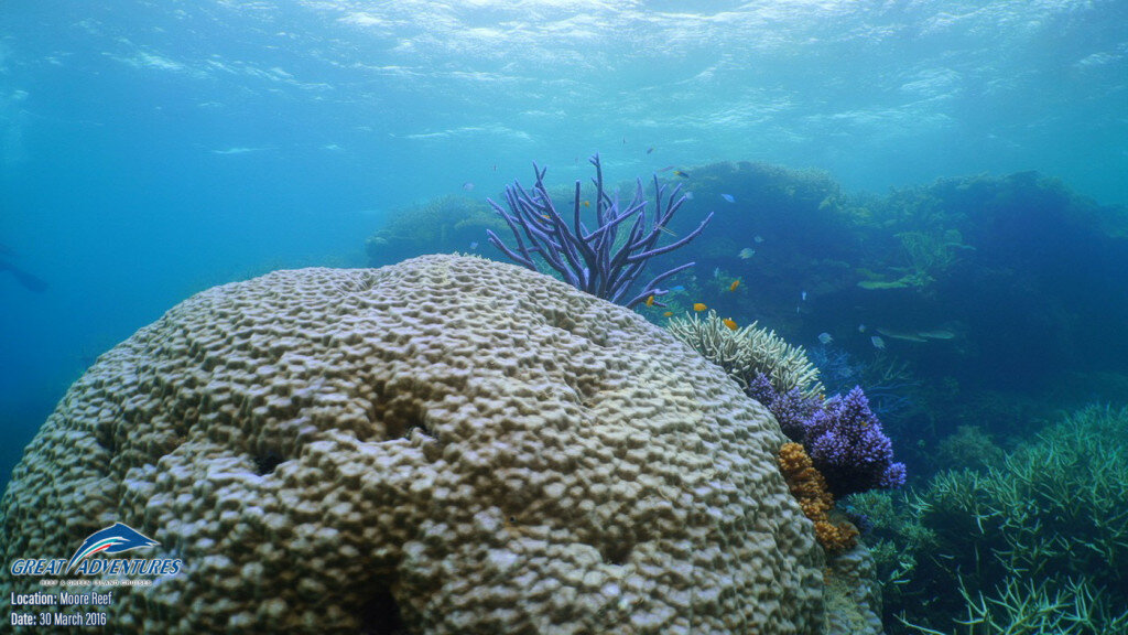 Great Barrier Reef Facts @adventuremumma 2.jpg