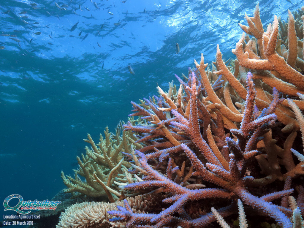 Great Barrier Reef Facts @adventuremumma 1.jpg