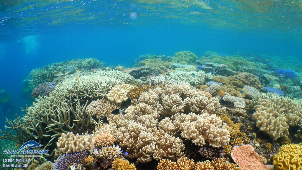Great Barrier Reef Facts @adventuremumma.jpg