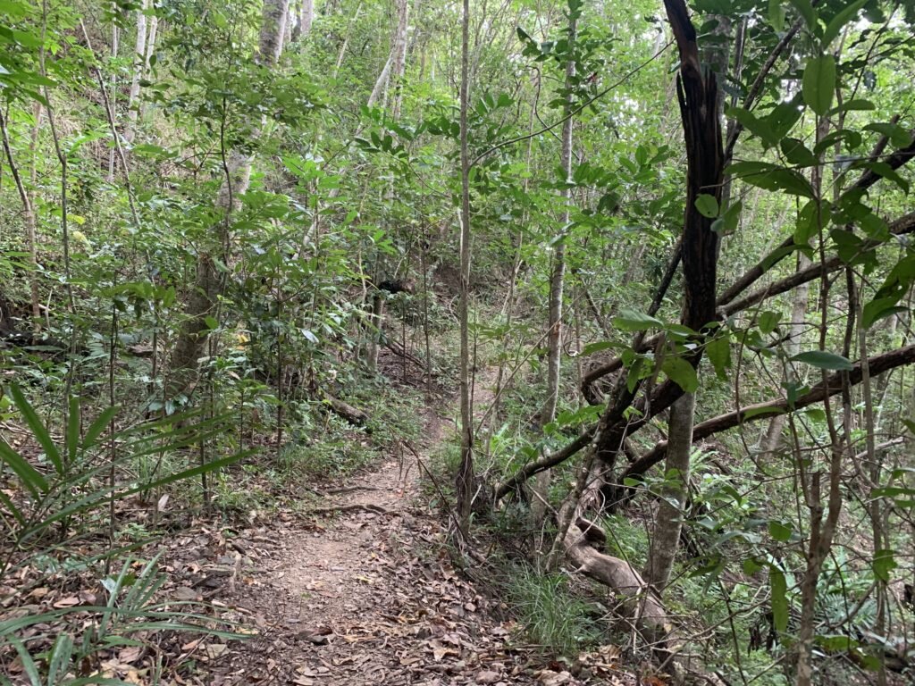 Some of the old bush tracks still remain