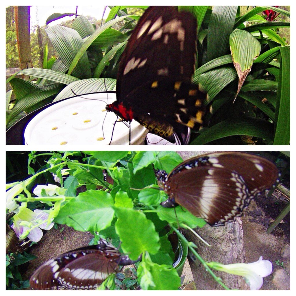 Butterflies feeding &amp; Butterflies laying everywhere...