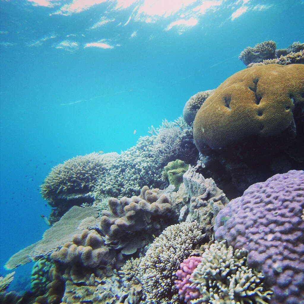 The coral gardens of Agincourt Reef