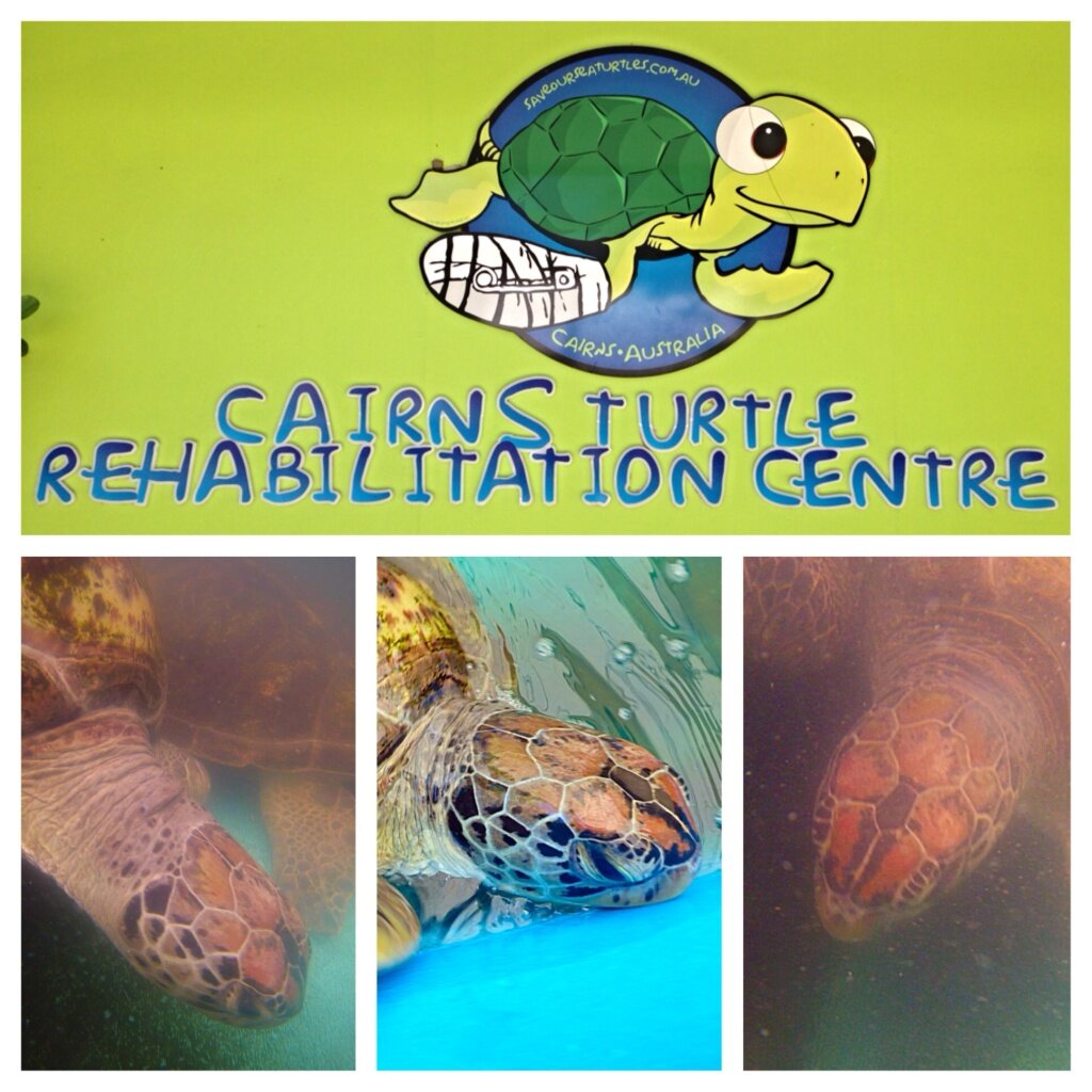 Up close and personal with the turtles at the Rehab Centre