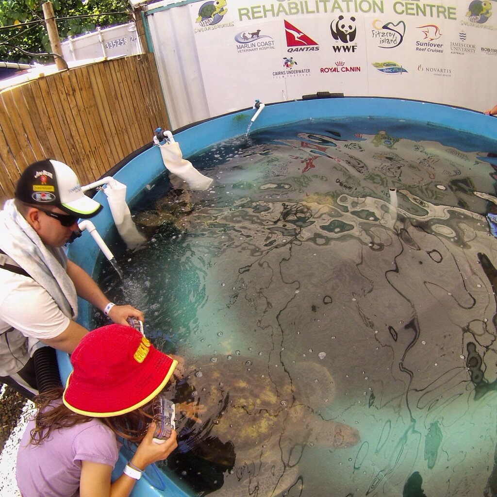 Tank time at the Turtle Rehab Centre