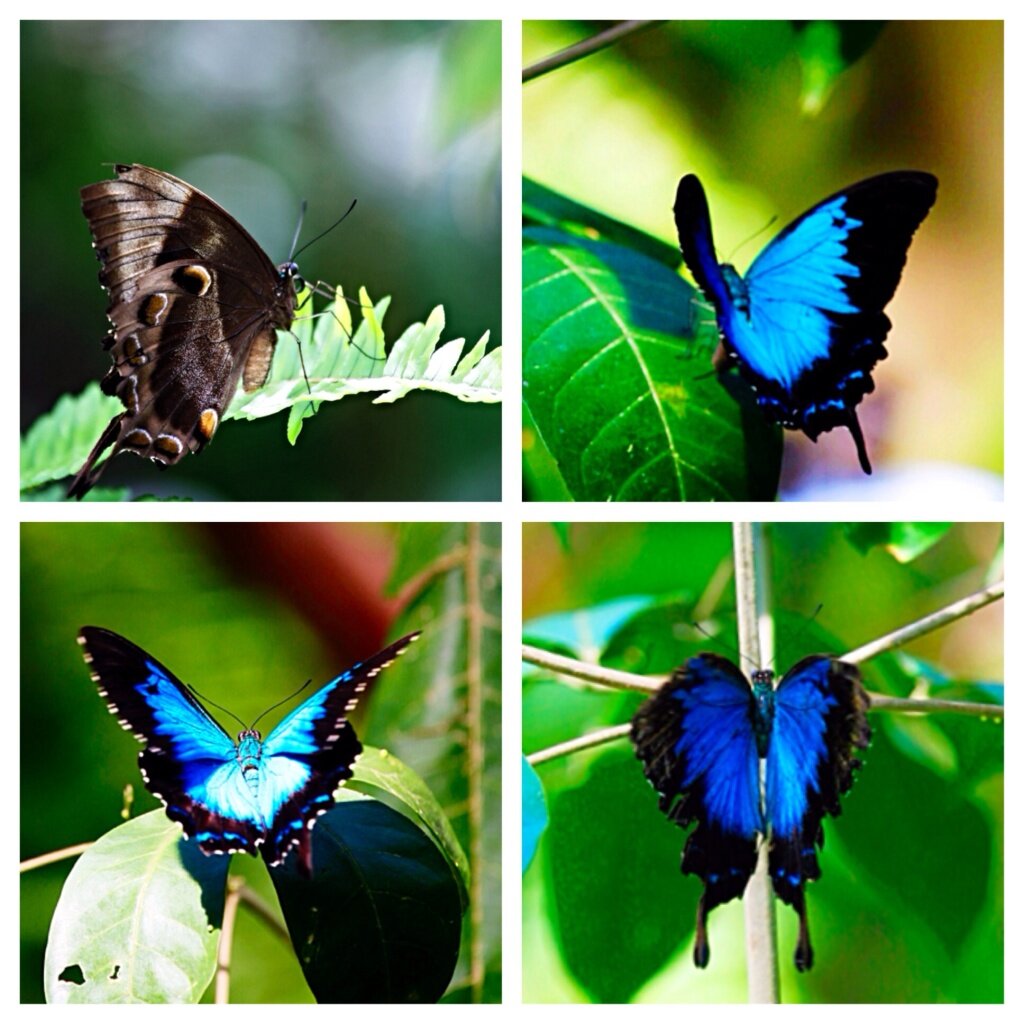 You had to be patient to capture the Ulysses Butterfly with its wings open