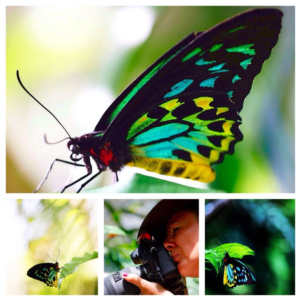 The Cairns Birdwing was a favourite butterfly to shoot