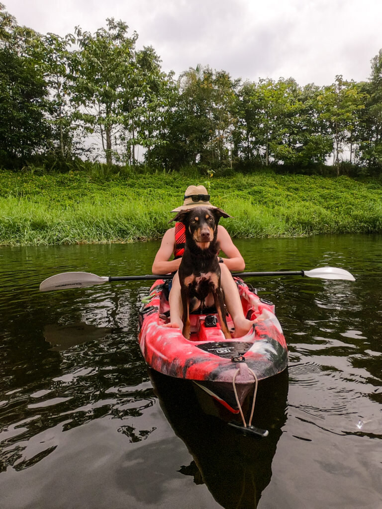 Babinda-Kayaking-Archie our Kelpie @adventuremumma.jpg