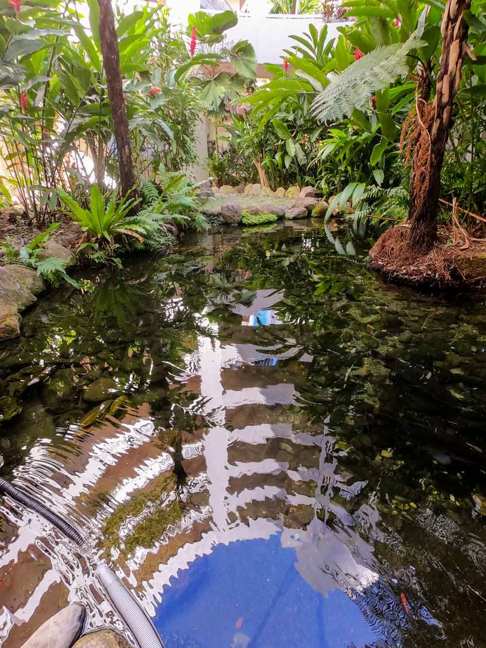 The barramundi ponds are part of the rainforest setting