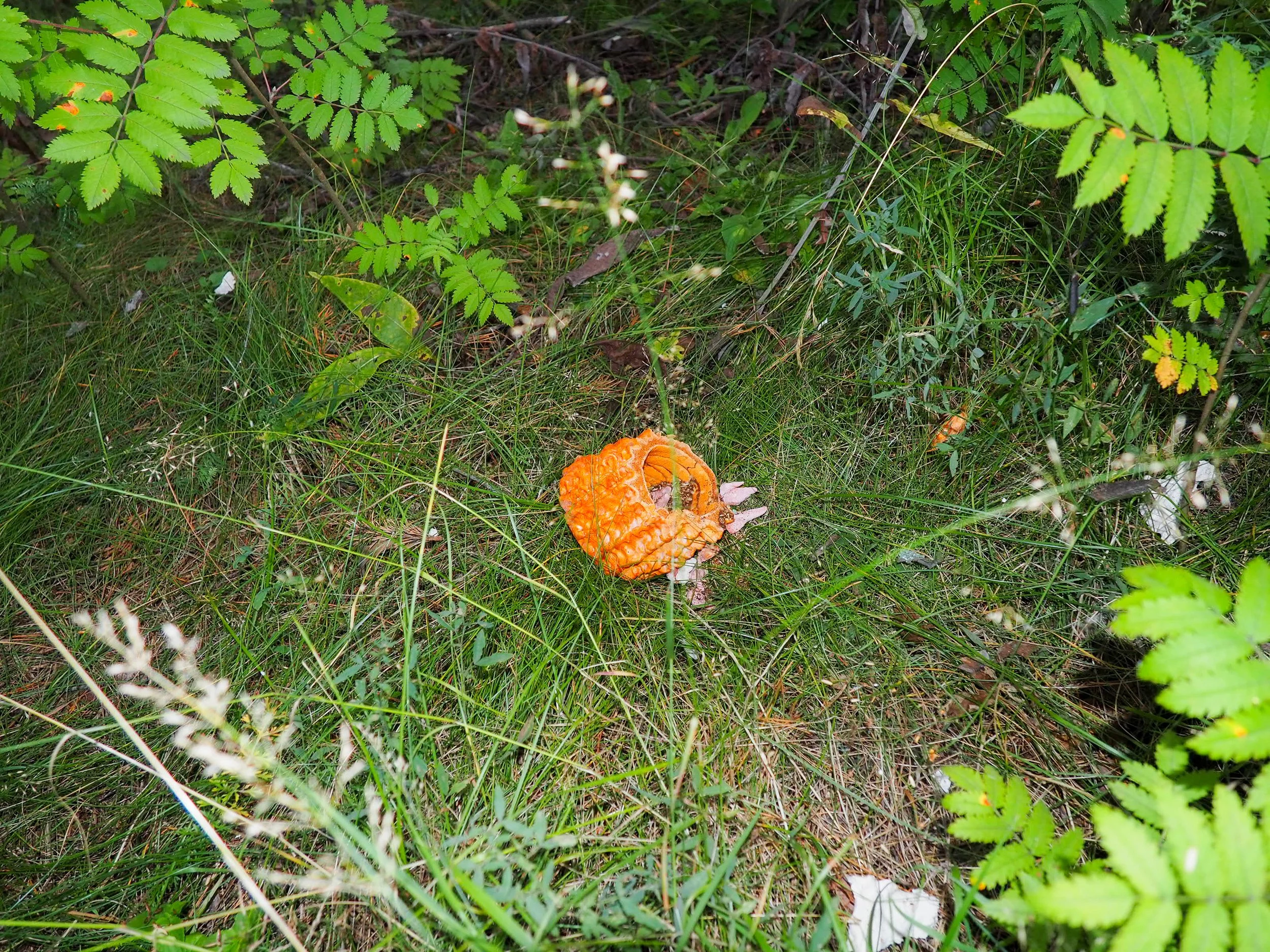 P1010920.jpg