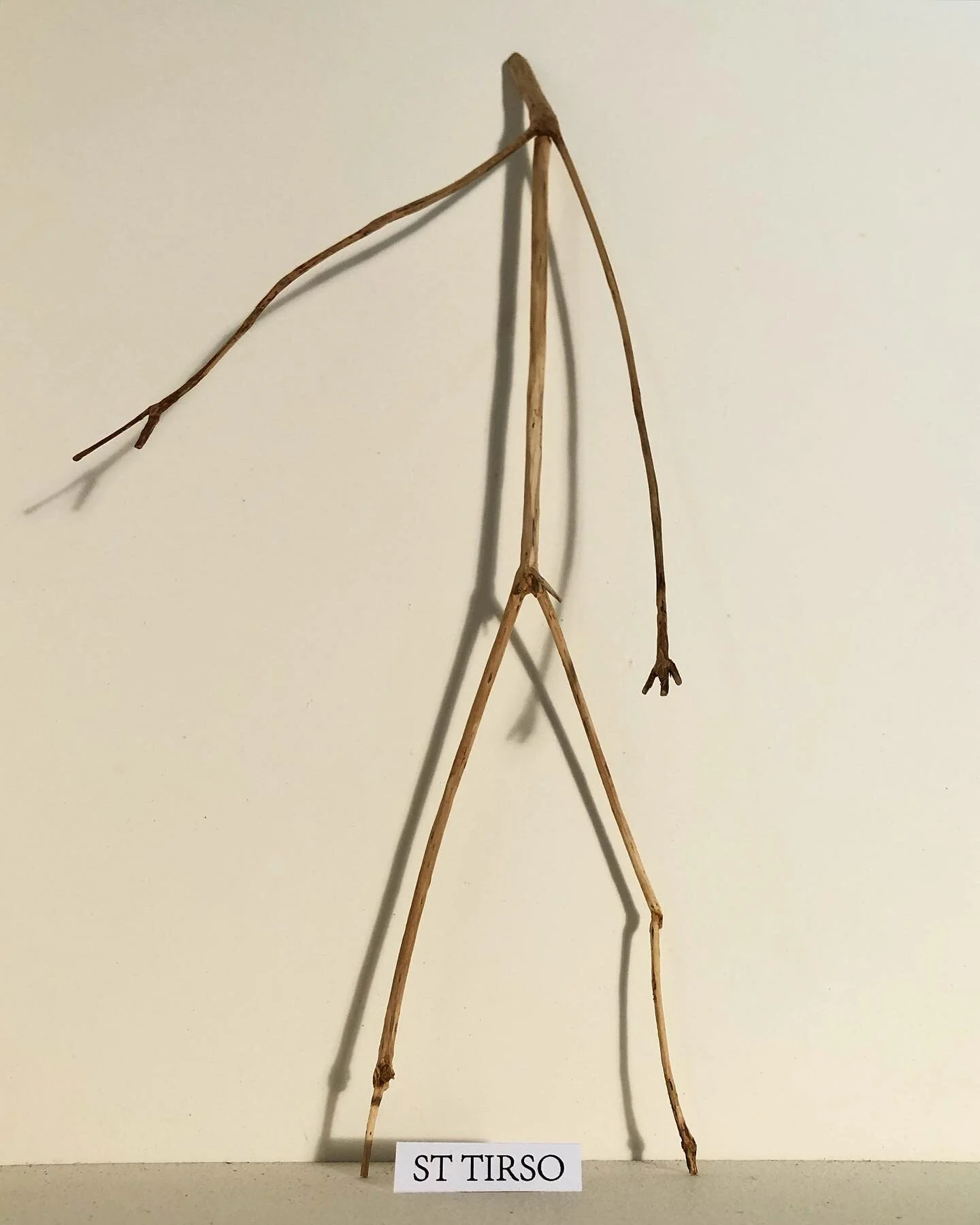 .
St Tirso
Saint of the Day 
December 14th
Tirso was in Sozopolis advertising his enthusiasm for the 'one true god' when it was very unwise to do so. 
The Emperor Decius&rsquo;s thugs arrested him and sentenced him to be sawn in half. 
Unfortunately 