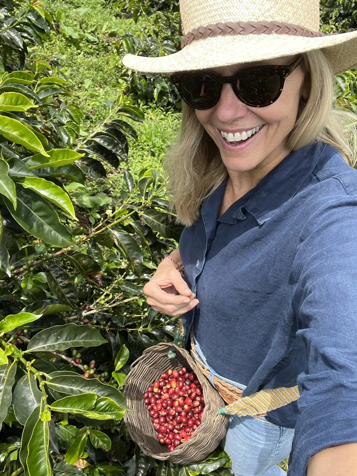 A smiling woman wearing sunglasses, a wide-brimmed straw hat, a blue denim shirt, and light-colored jeans, holding a basket filled with red coffee cherries in a lush coffee plantation.