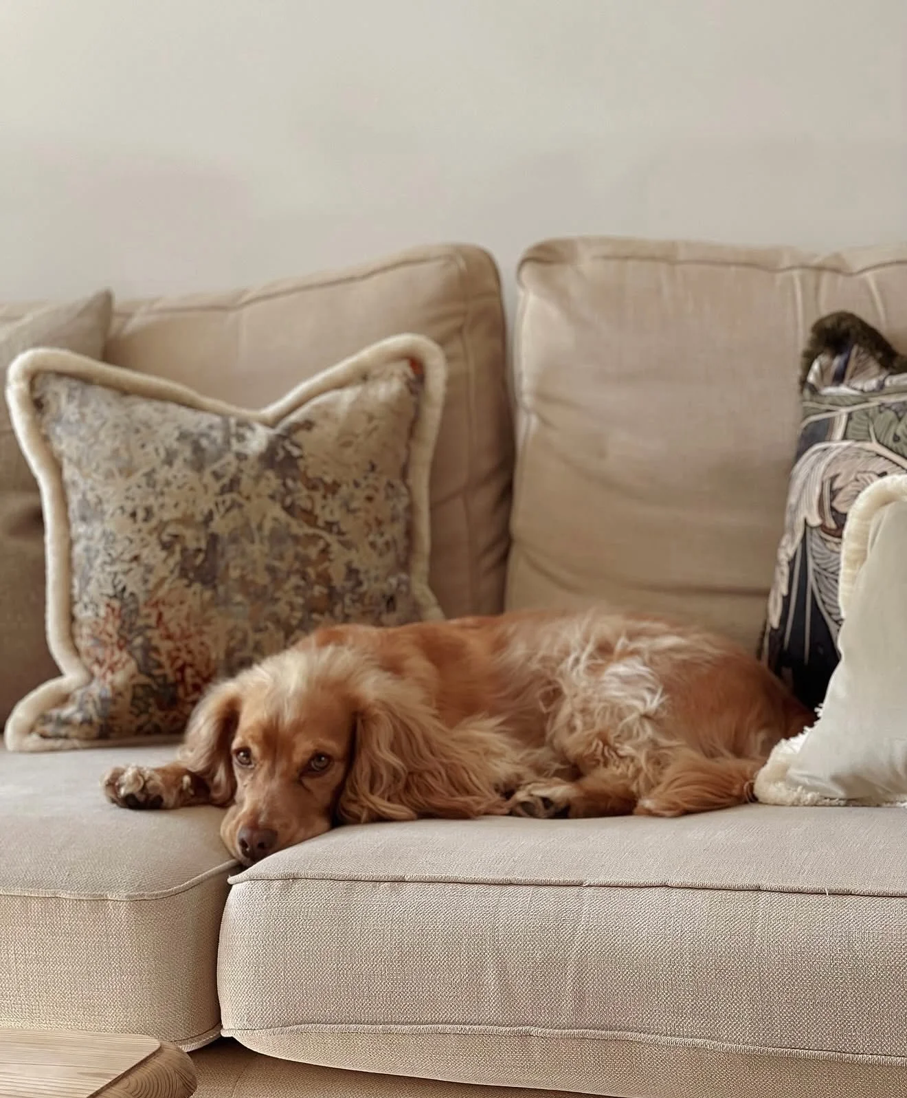 Happy national dog day 🤍🐾 

Our Buddy loves the opportunity to test our super squishy luxury cushions and loves sneaking his way into our photo shoots - he&rsquo;s definitely Alterme Homes biggest fan and best mascot! 

#handmadeintheuk #luxurycush