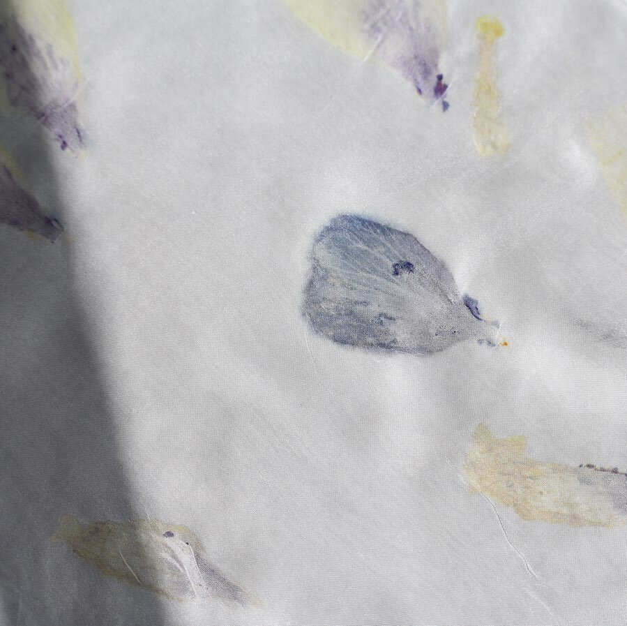 One day closer to spring, to blooms, to eco-printing in the backyard 🧚✨ 

Hibiscus petals printed on silk 🌺 
.
.
.
Tags: #bykellas #bykellasbackyard #dyedbykellas #ecoprint #ecoprinting #naturaldye #plantdye #petalprints #bundledye #foraged #forage