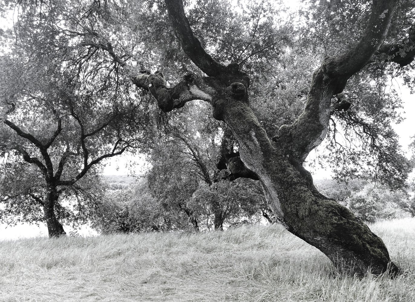 ARBOLES austri (2).jpg