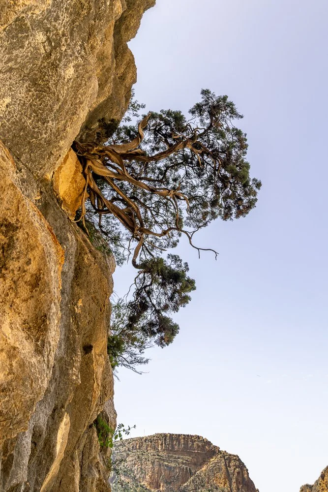 Andy Funnell - Tree (4).jpg