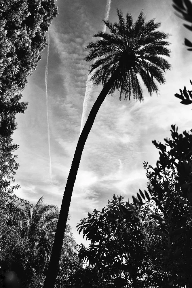 angel4-To do with palm treesIMG_0499.jpg