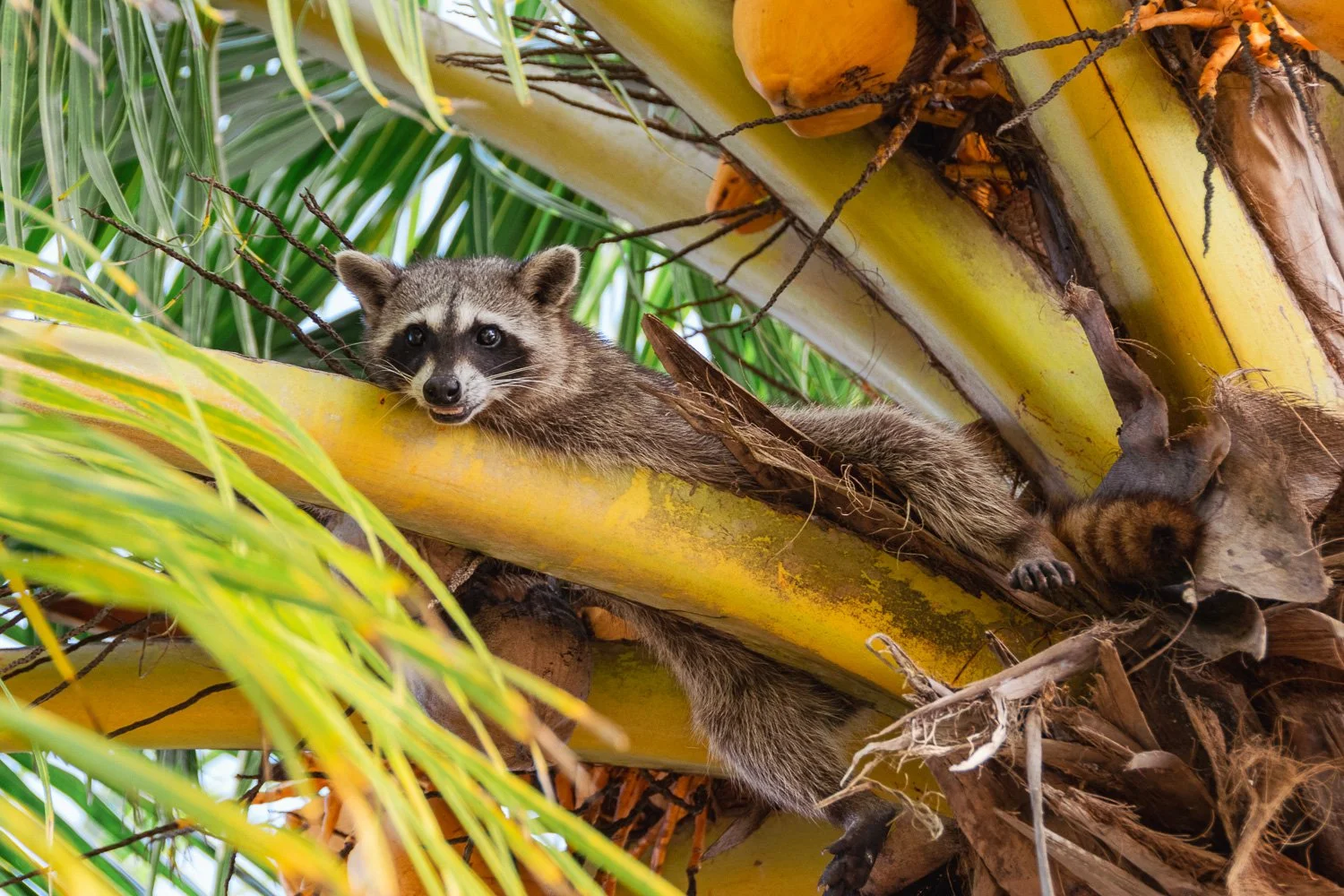 e-Andy Funnell - Sloths (2).jpg