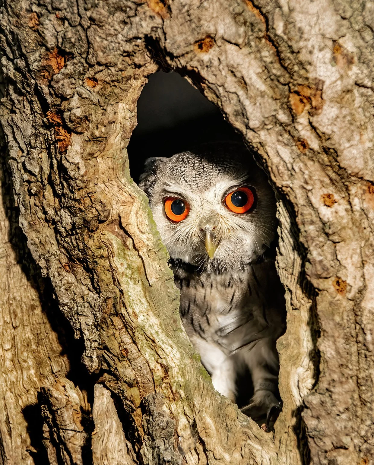 10 Vivian Dacie-Ward 1