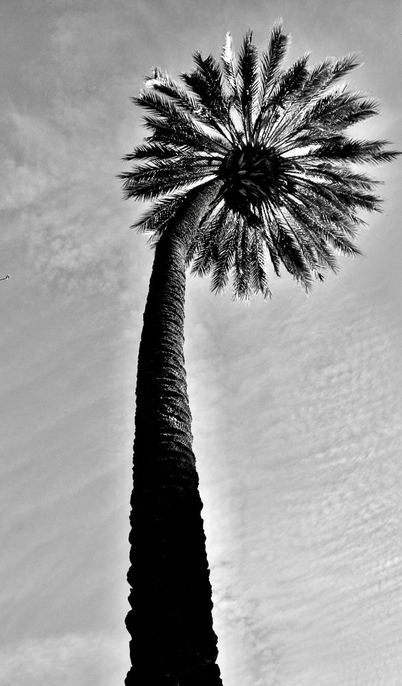 angel3-Palmera balsatera en b&n1.jpg