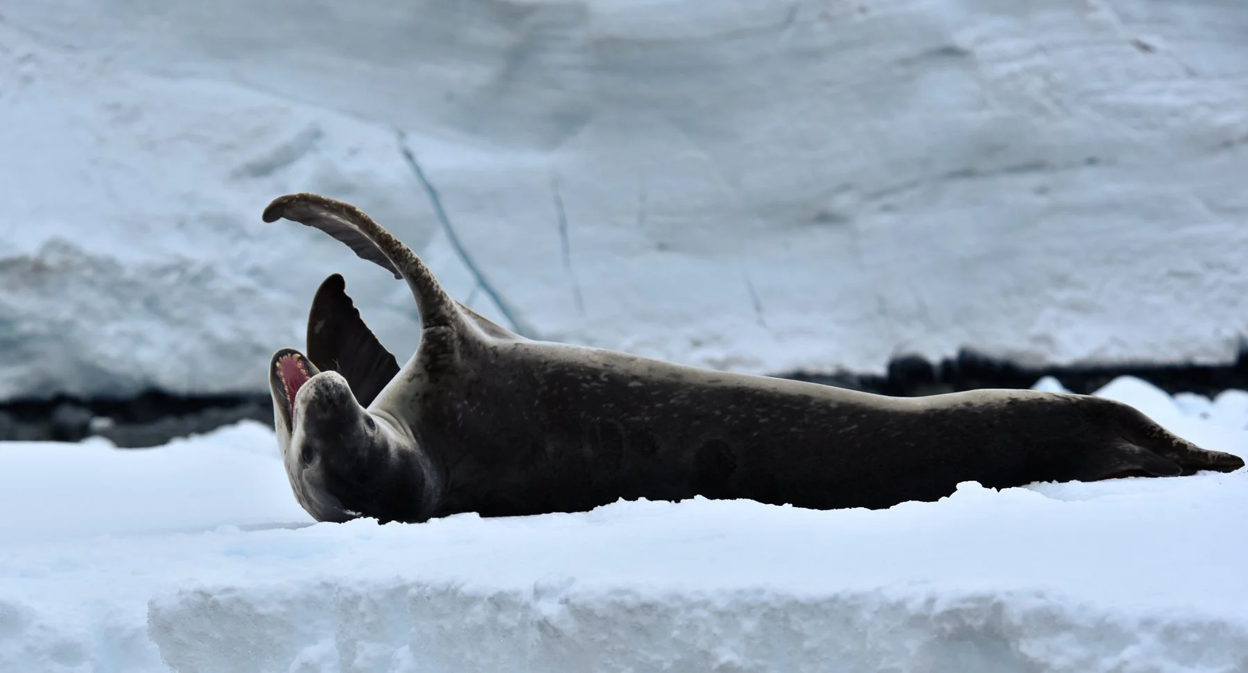 e-Bryan Grinham 02.jpg