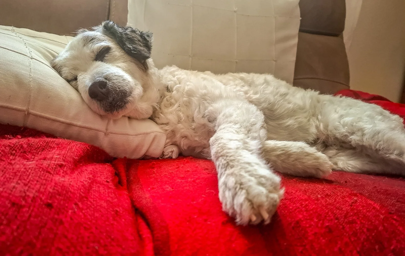 e-Andy Funnell - Sloths (3).jpg