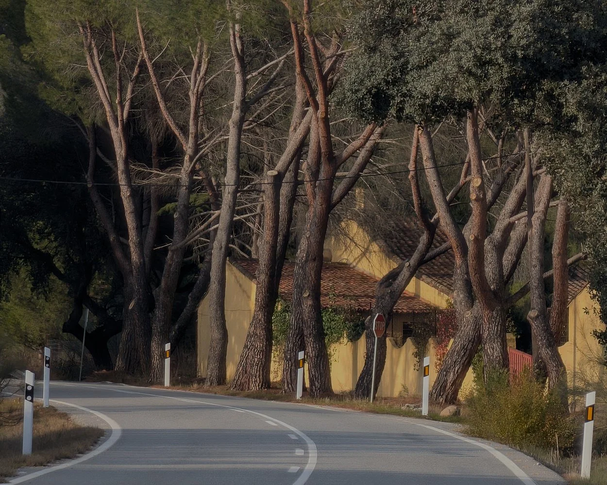 ARBOLES austri (3).jpg