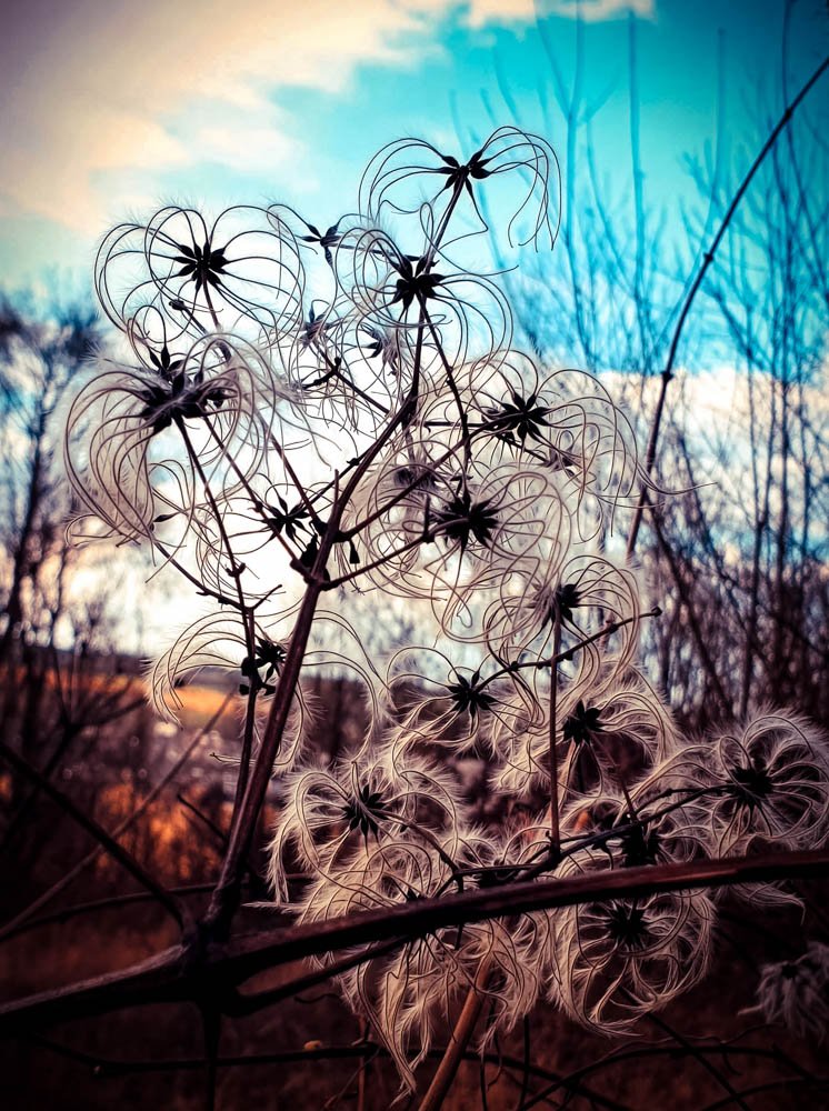 Saskia Van den Anker